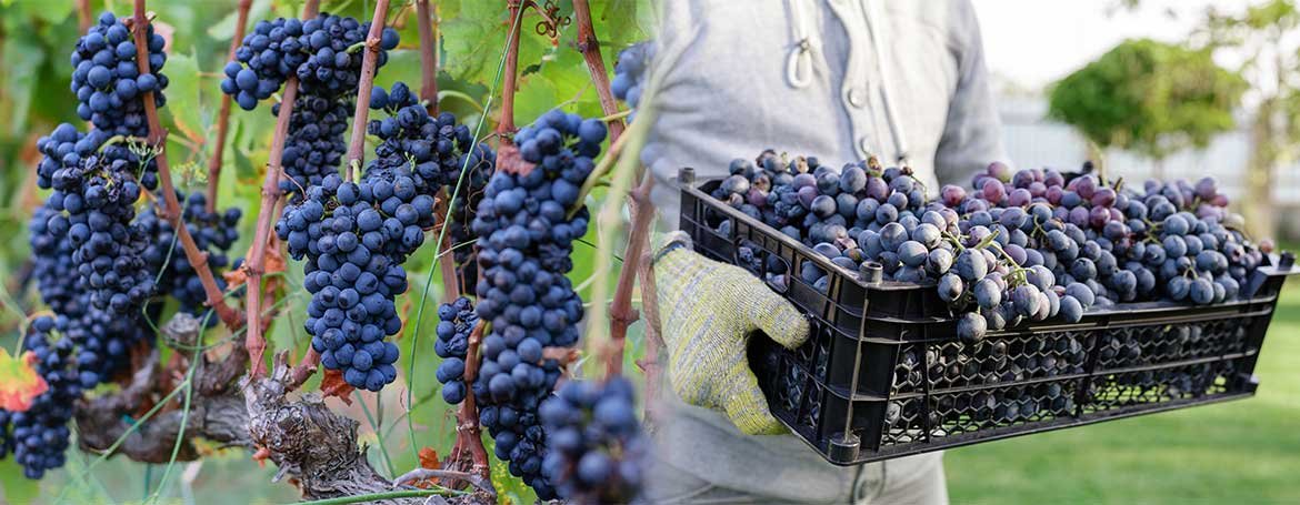 Trezee vineyard trezee grapes manufacture